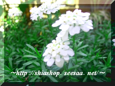 宿根イベリスは育て方が簡単で毎年キレイに咲きます